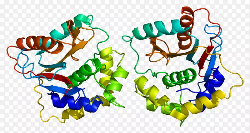 泛素羧基末端水解酶L1蛋白去泛素酶蛋白