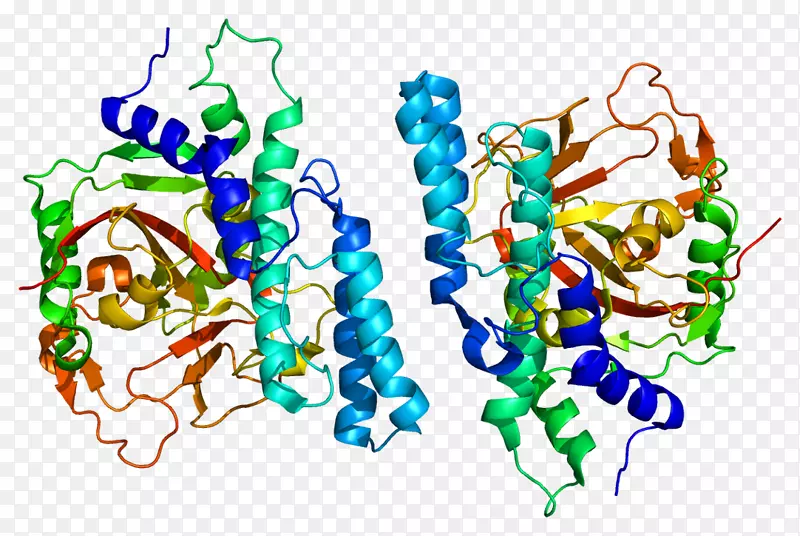 聚(ADP-核糖)聚合酶PARP 1蛋白Parp抑制剂BRCA 1-蛋白