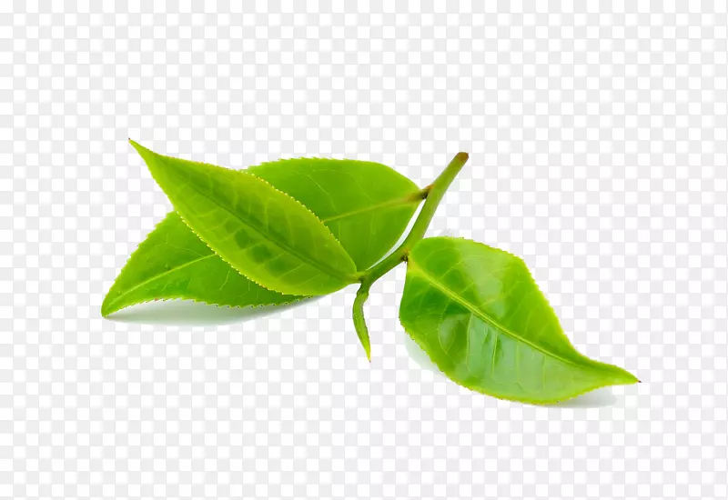 芦荟咖啡绿茶芽樟脑