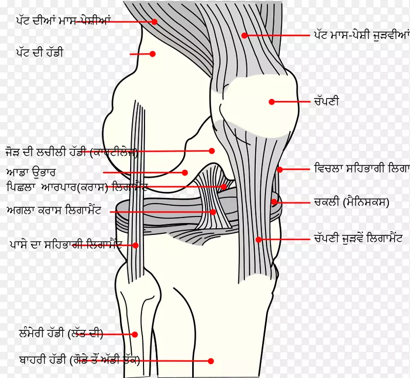 膝关节内侧副韧带前交叉韧带后交叉韧带膝关节