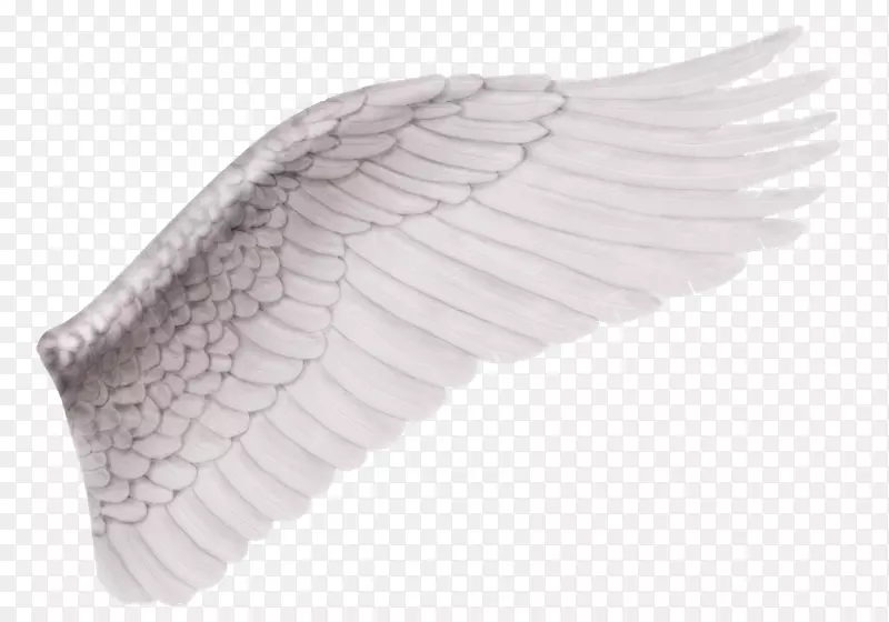 天使剪贴画-翅膀材料