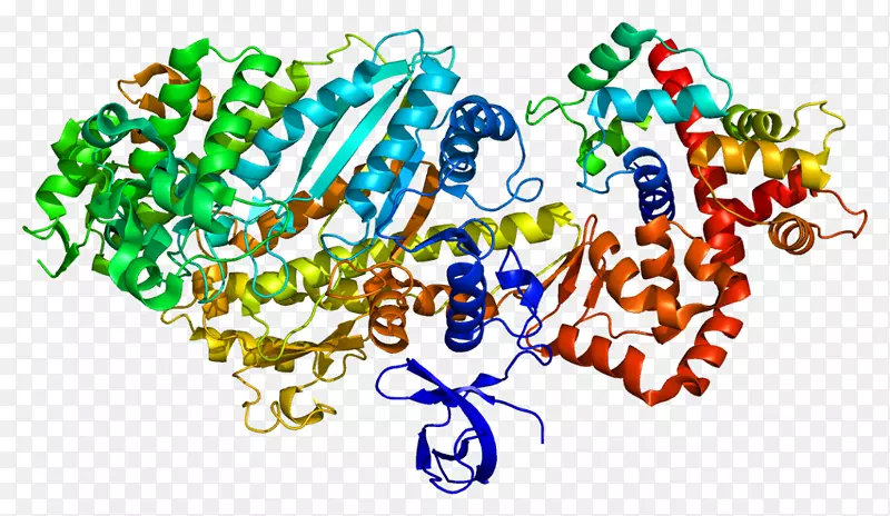 肌球蛋白分子运动囊泡细胞器蛋白