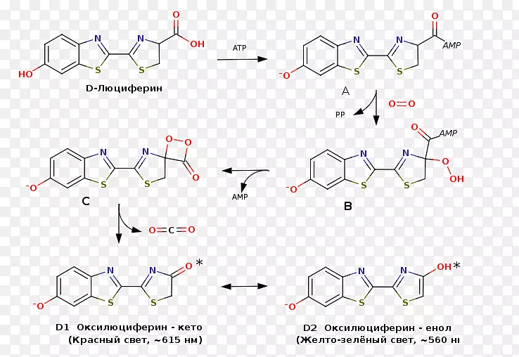 路易斯结构荧光素酶氧化还原图分子-俄文