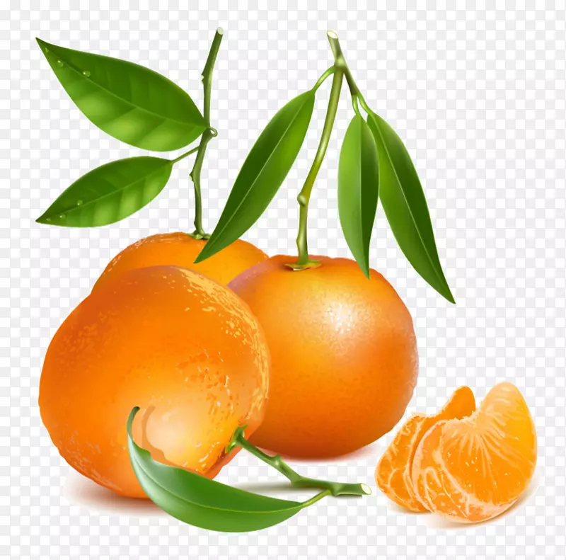 橘子无公害素描橘子-水果载体