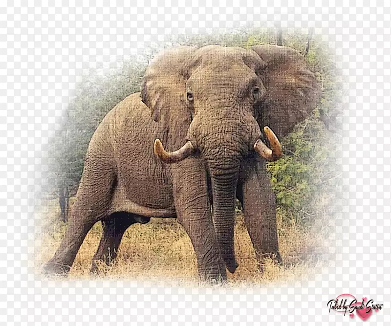 非洲灌木象非洲象猫科象水彩画