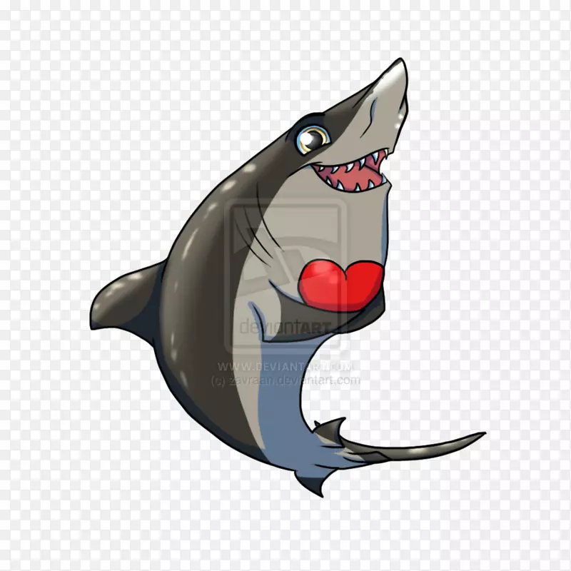 沙虎鲨(Carcharhinus Amblyrunchos)-可爱的鲨鱼