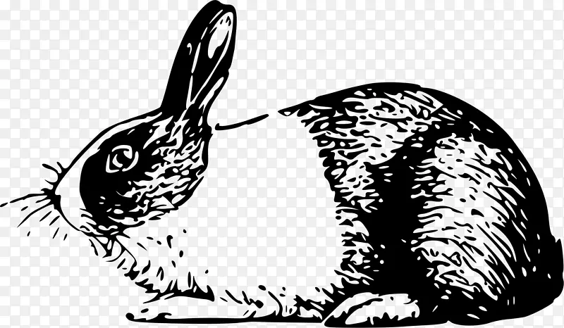 荷兰野兔白兔复活节兔荷兰