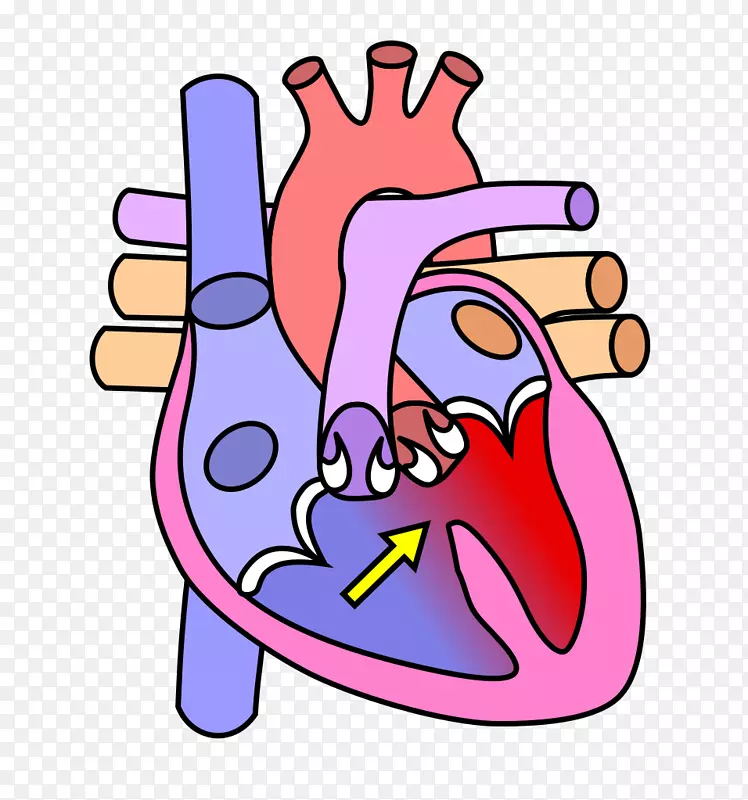 心脏瓣膜图人体循环系统
