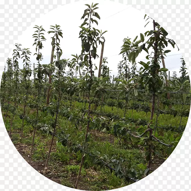 营养树植被作物农业果园
