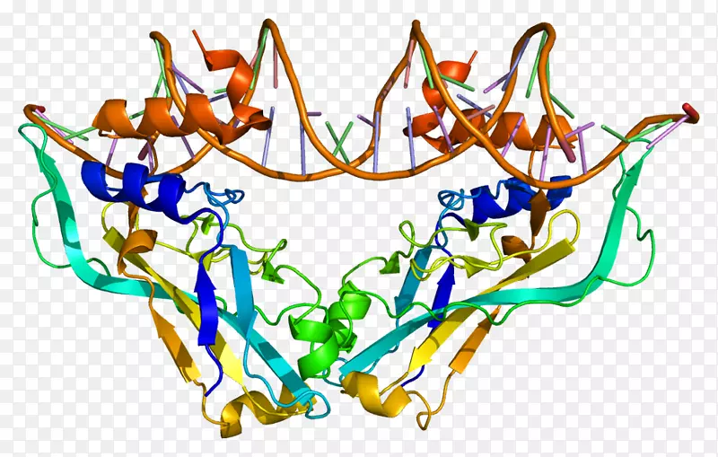 tbx 2 tbx 3 tbox蛋白转录因子-肌肉组织