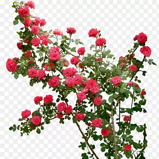 玫瑰插花艺术-花园