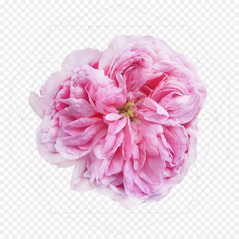 大马士革花缎玫瑰‘Ispahan’花园玫瑰-水彩画糖果