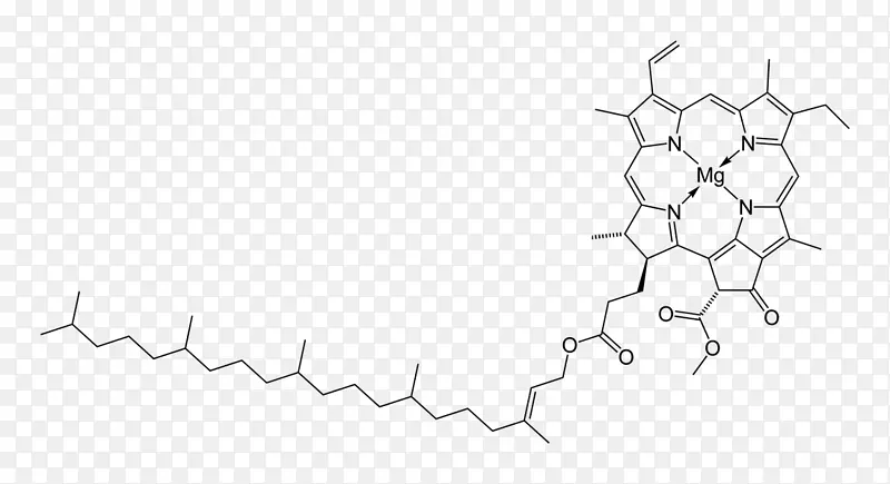 血红素叶绿素血红蛋白肌红蛋白有机化学