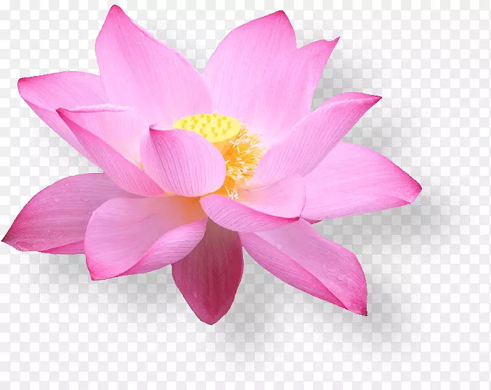 越南航空公司电子商务河内机票-粉红色莲花盛开