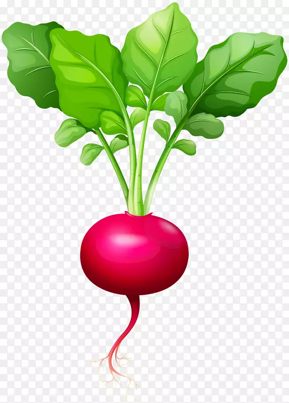 豆瓣甜菜叶菜片艺术-萝卜