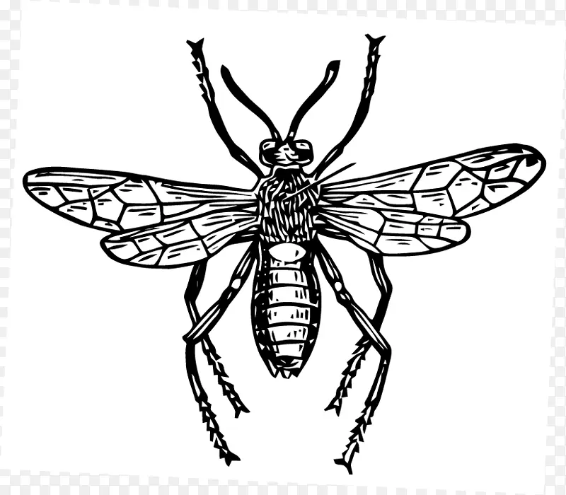 昆虫蜜蜂传粉剂-昆虫载体