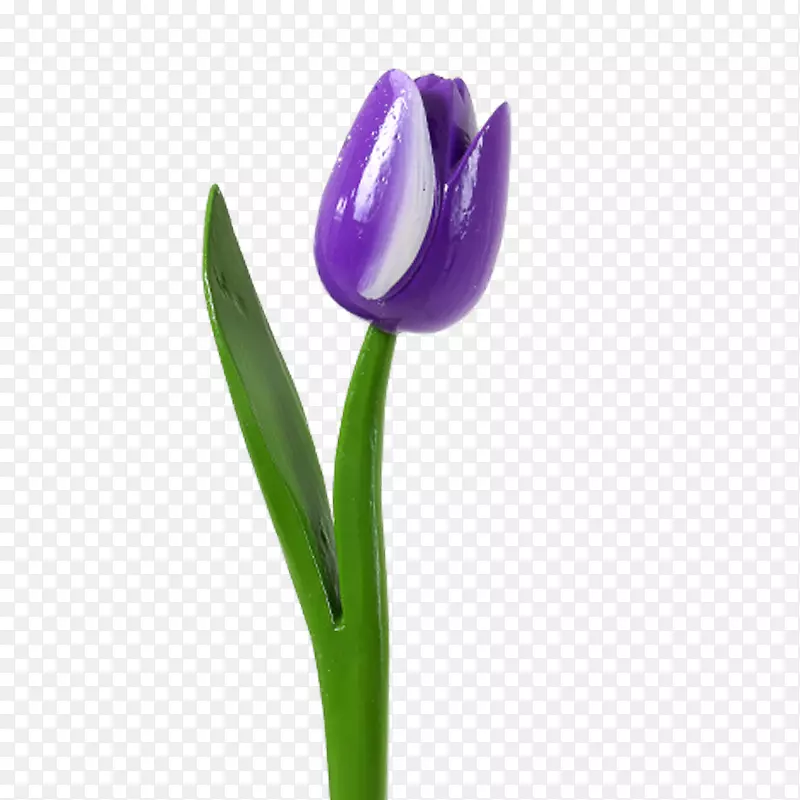 郁金香花植物茎紫色花瓣紫郁金香