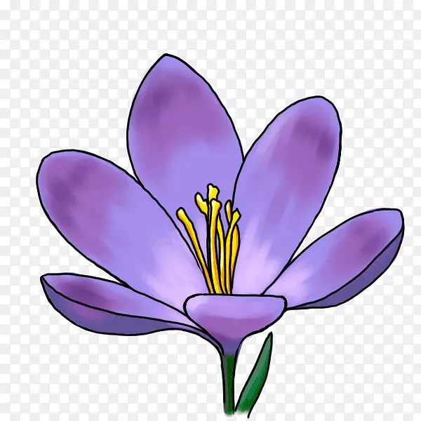 菊科植物-紫郁金香