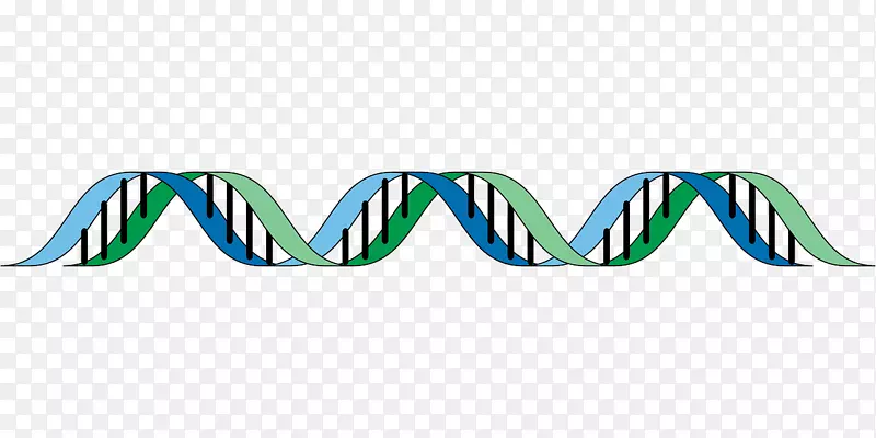 DNA遗传学细胞-DNA载体
