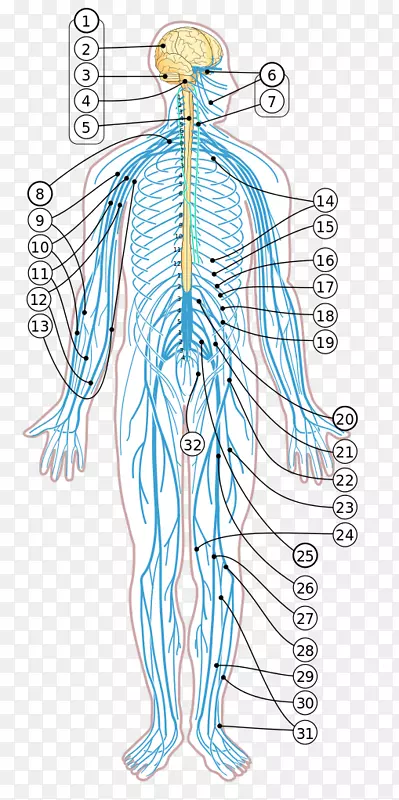 人体图-神经系统-神经智人-神经系统