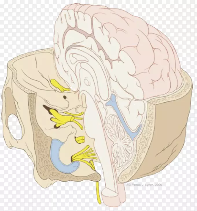 脑干颅底神经-神经系统