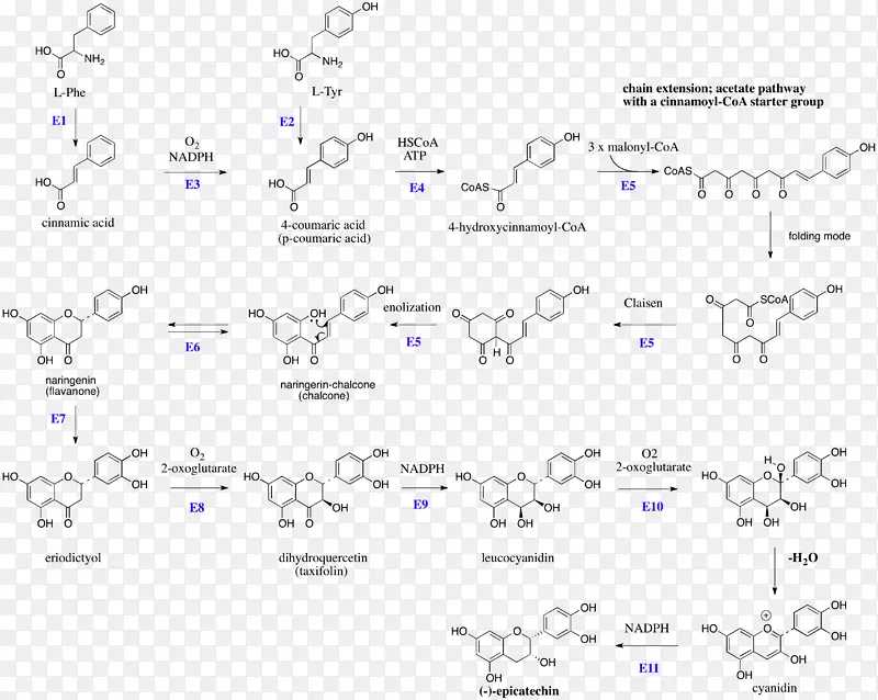 黄酮-3-醇类黄酮儿茶素黄酮醇聚合