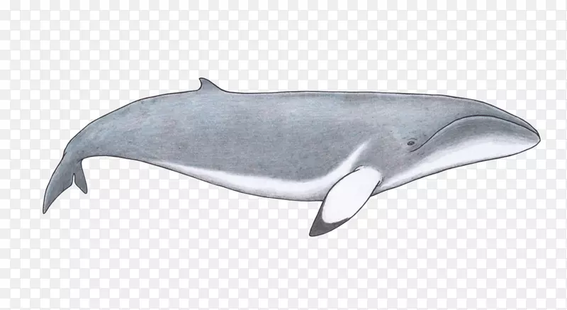 海豚图库溪鲸粗齿海豚常见的宽吻海豚侏罗纪动物