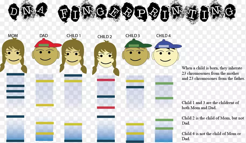 DNA图谱DNA亲子鉴定指纹遗传学指纹树