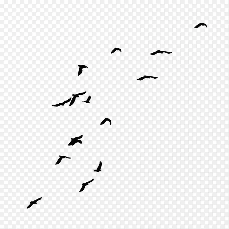 乌鸦鸟夹艺术-海鸥