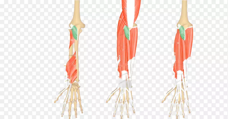 前臂-循环系统肘肌尺侧伸肌后室