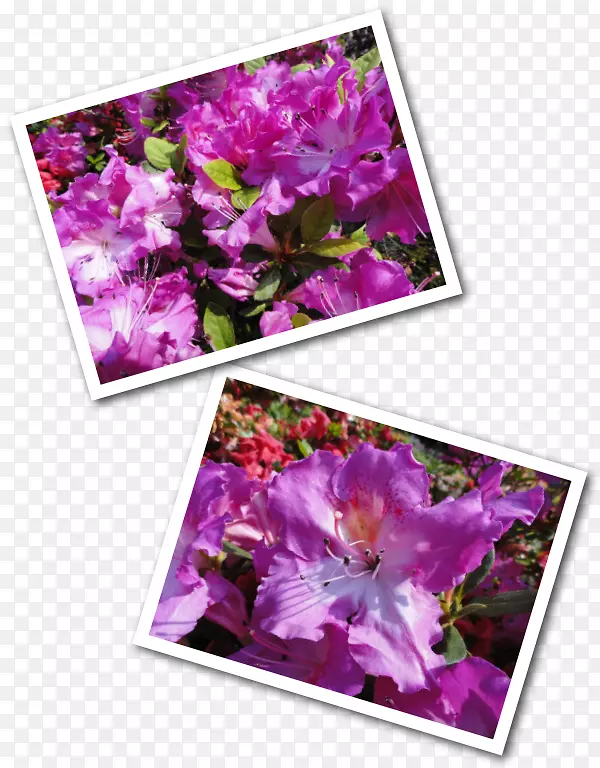 紫丁香紫花图案-蜜蜂母花