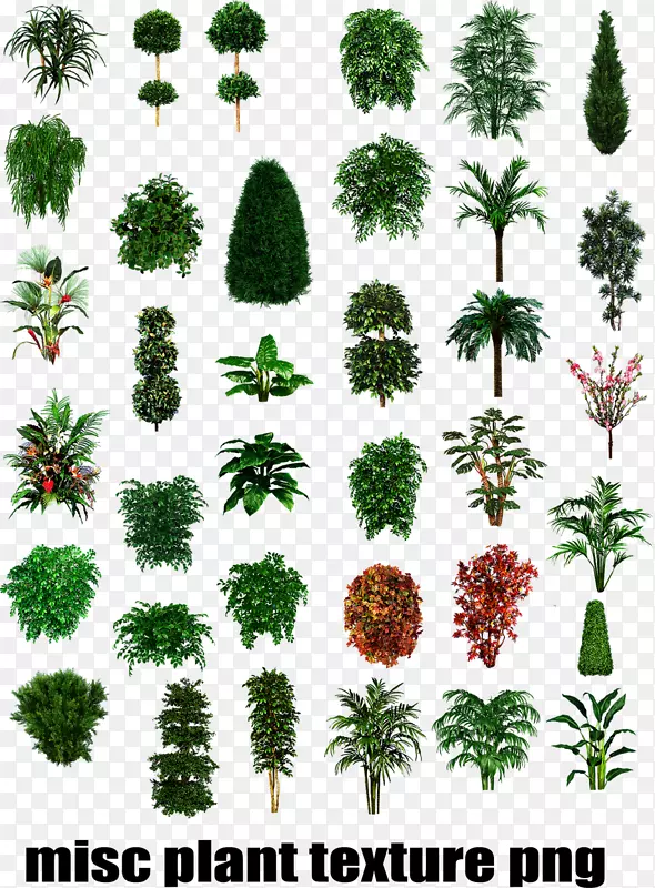 灌木纹理图植物-灌木图