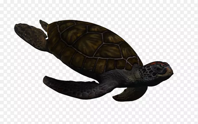 绿海龟爬行动物-海玫瑰