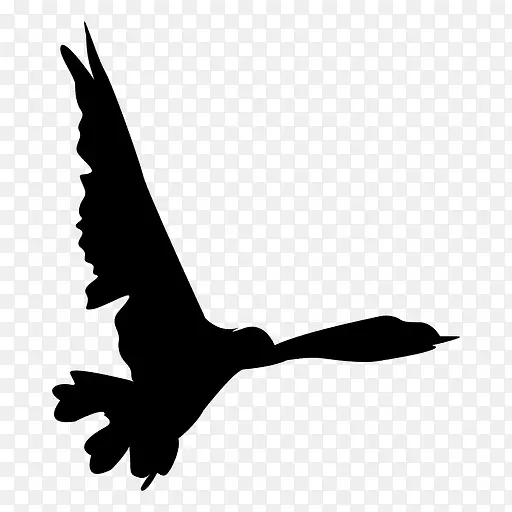 鸟类飞行剪辑艺术.海鸥