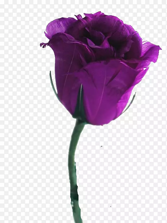 桌面壁纸玫瑰花紫玫瑰