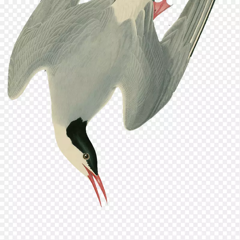 水鸟白鹳喙落羽毛