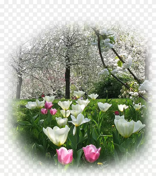 春天复活节兔子图片自然白天-鹦鹉