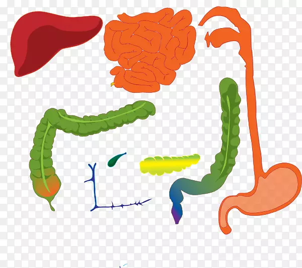 胃肠道人消化系统消化人体夹艺术消化系统