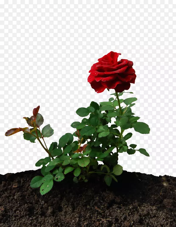 花园玫瑰桌面壁纸-小王子玫瑰