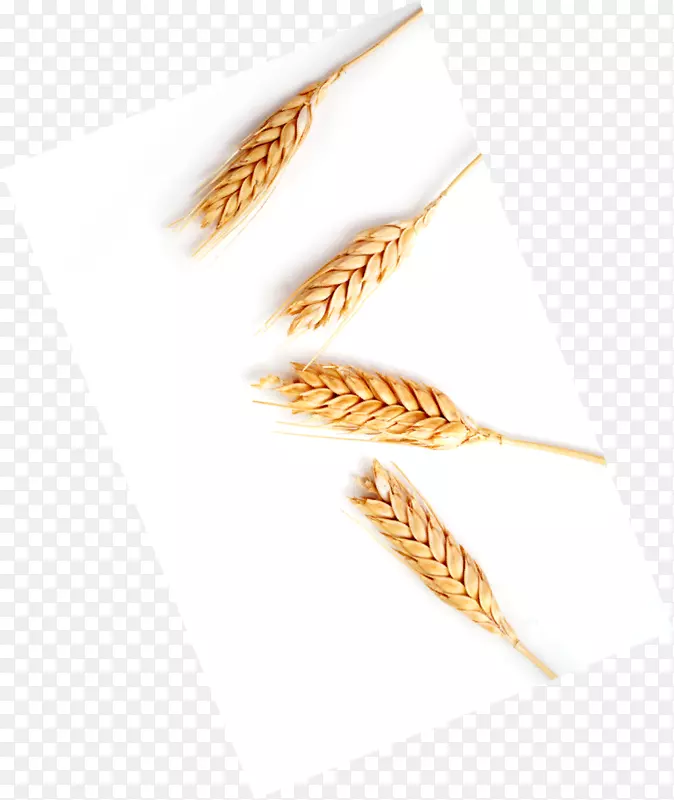 粮食作物胚芽草-小麦穗