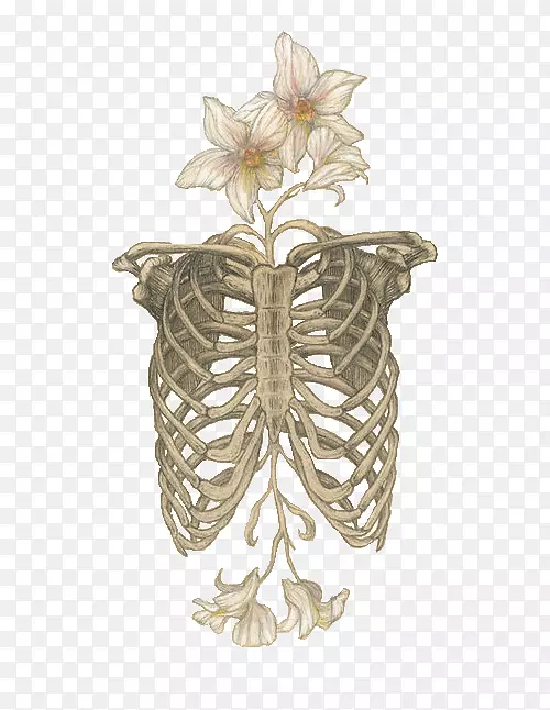 人体骨骼解剖颅骨肋骨-花骨