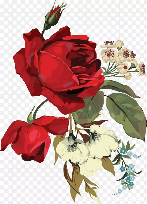 花园玫瑰切花蜈蚣玫瑰-美丽的玫瑰邀请函