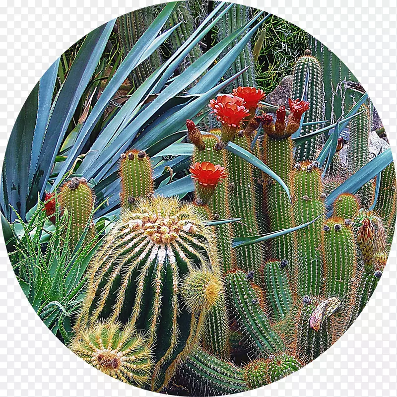 Tucson植物园沙漠植物园Westin la Paloma度假村&SPA-Sarah蔬菜