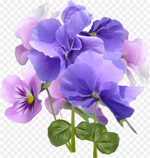 紫罗兰桌面壁纸紫蓝紫牵牛花