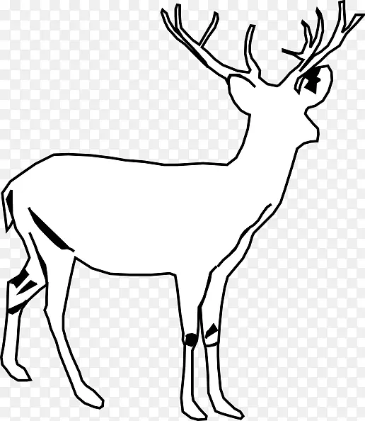 白尾鹿，驼鹿，番泻叶，白鹿，剪贴画.鹿载体