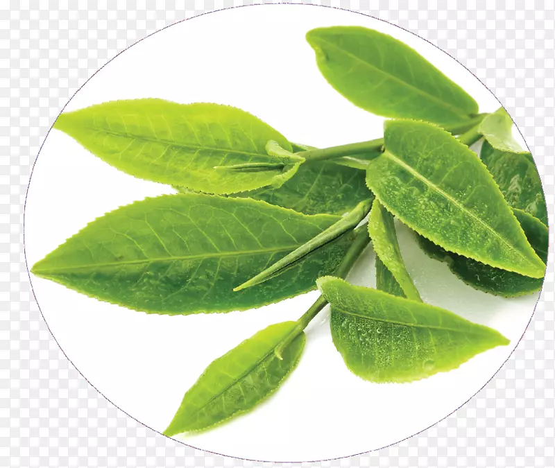 斯里兰卡生产绿茶防晒茶食品-人参