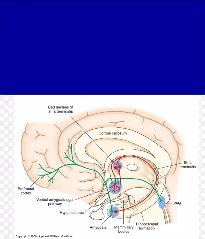 基底前脑杏仁核通路终伏核-海马