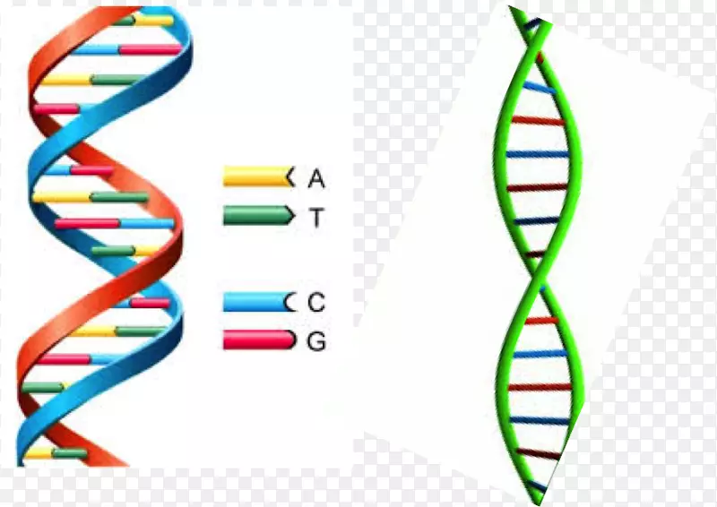 双螺旋：发现dna核酸双螺旋腺嘌呤双螺旋结构的个人记述