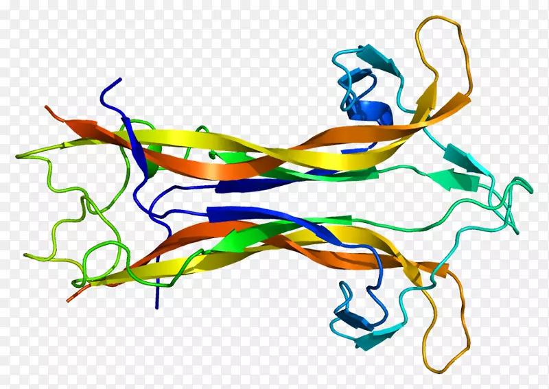 脑源性神经营养因子蛋白-神经结构