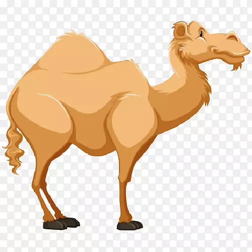 骆驼剪贴画-骆驼卡通
